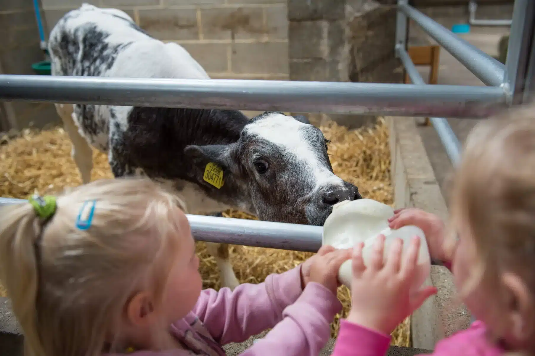 Georgia and Eva feeding the calfes at Hesketh Farm