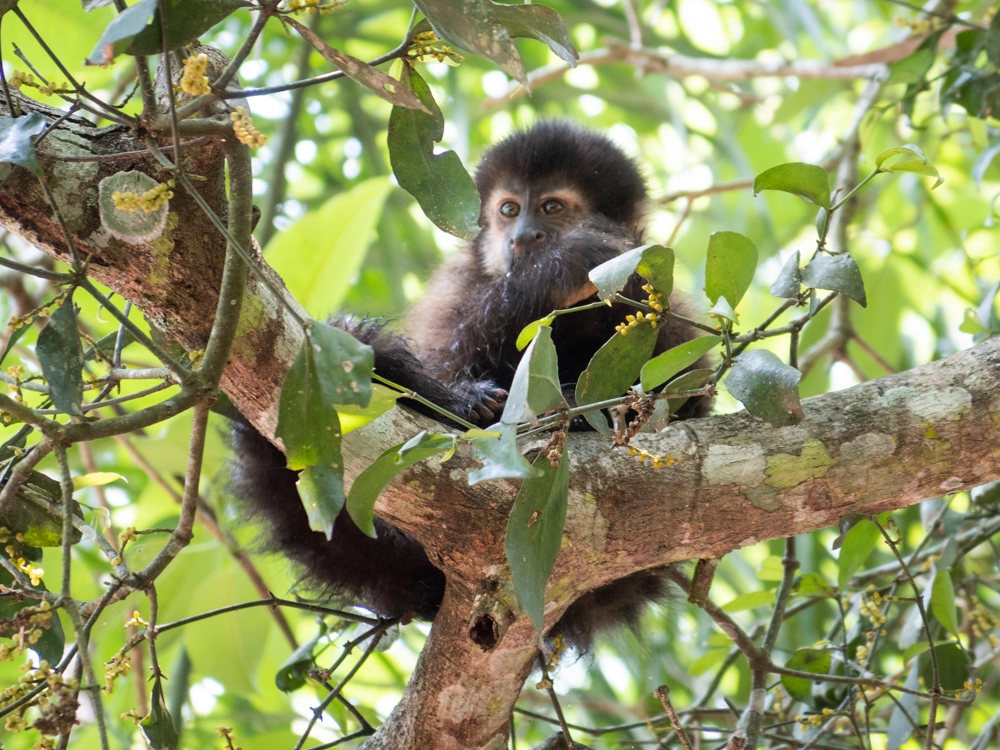 A Capuchin Monkey in Iguazu National Park
