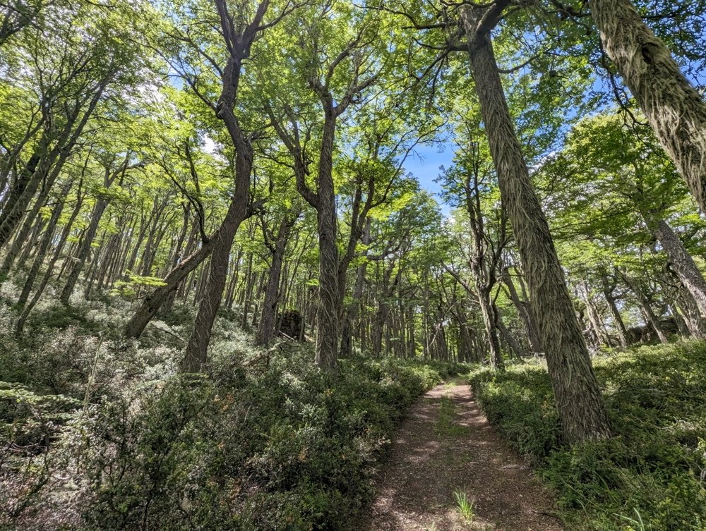 A woodland trail in Monumento Natural Dos Lagunas