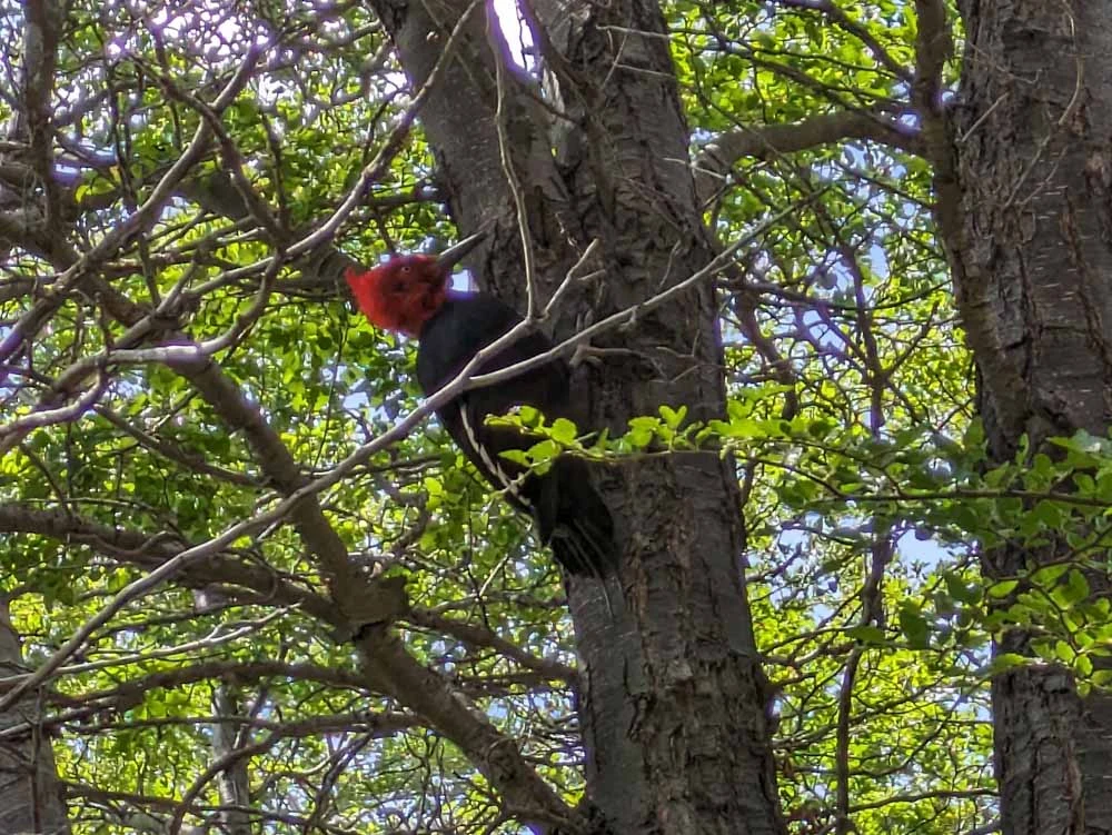 A Magellanic woodpecker on a tree on a walk from El Chalten with kids