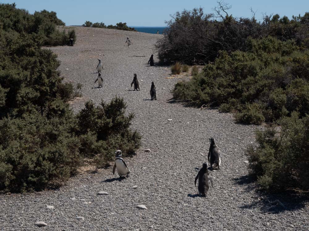Maggelanic penguins moving to and from the sea along a pebbled beach