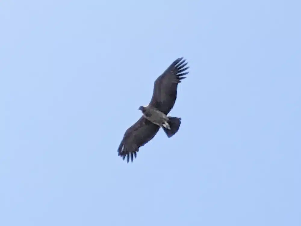 The underside of a condor flying in Torres del Paine National Park