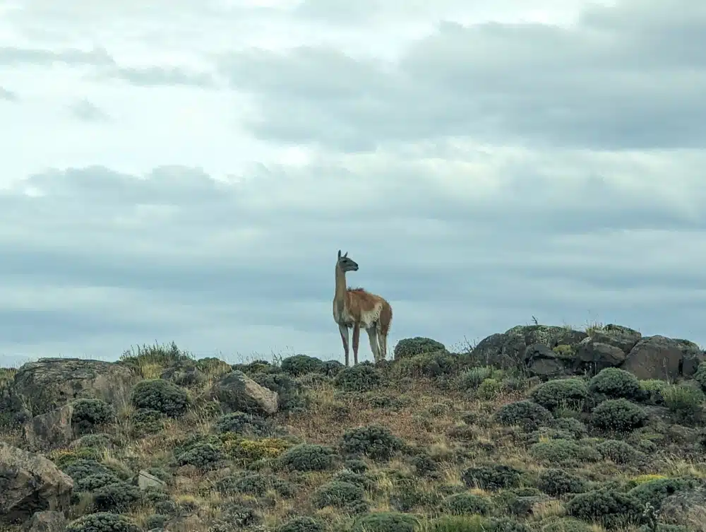 A Guanaco standing on top of a hill in Torres Del Paine National Park