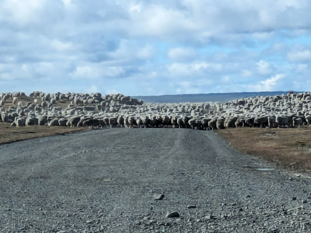 Large flock of sheep blocking the road