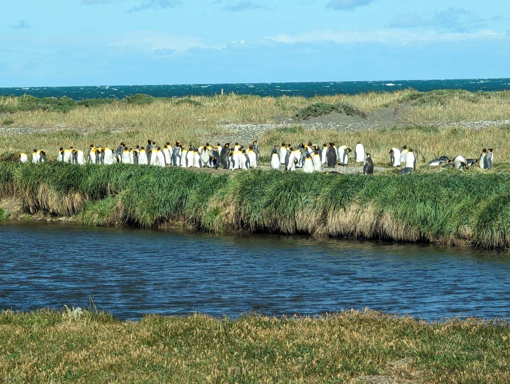 A colony of king penguins at Parque Pingüino Rey on the river bank with the sea in the background