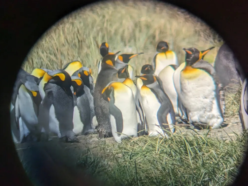 A close up of colony of king penguins relaxing in the sun, taken through a monocular