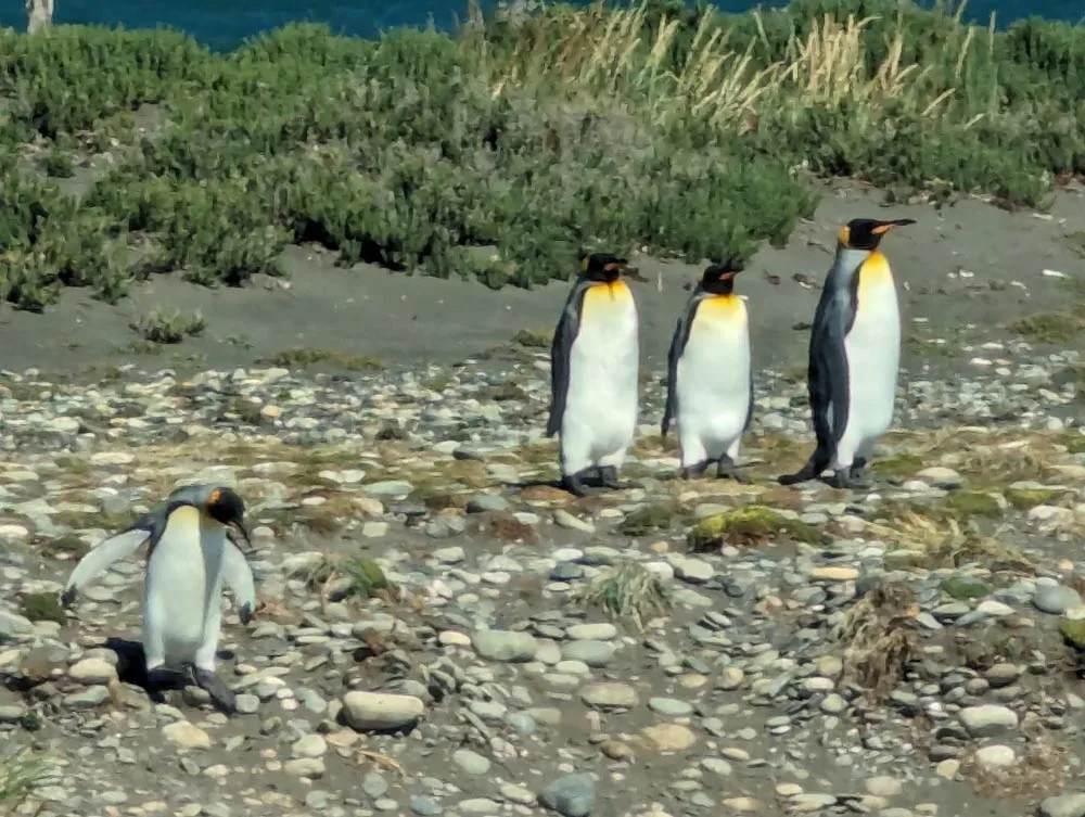 Four king penguins  at Parque Pingüino Rey standing on the river bank