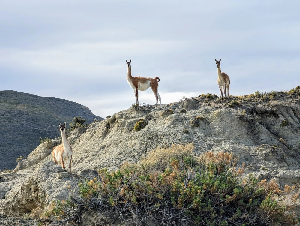 Three guanacos standing on a rocky outcrop