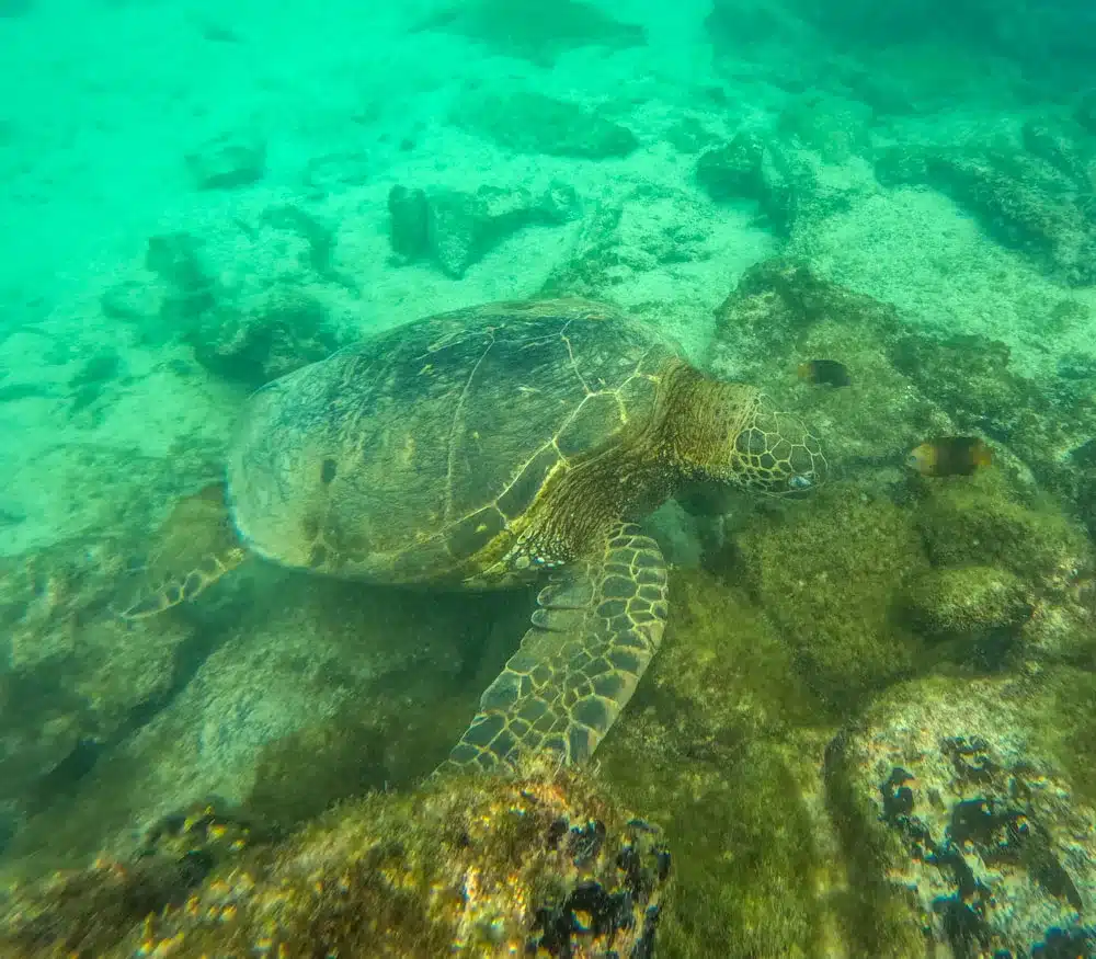 A sea turtle grazing on mossy rocks on the Santa Cruz Galapagos bay tour with kids