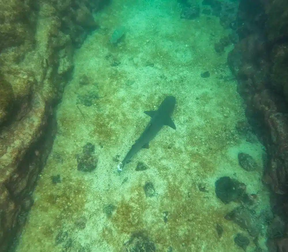 A top down shot of a reef shark sleeping on the sea bed on the Santa Cruz Galapagos bay tour with kids.