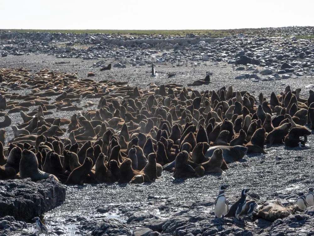A large herd of sealions on a stoney beach. The closer sealions are stitting up tall, whilst the ones further back lying down. There are some Magellanic penguins in the foreground.