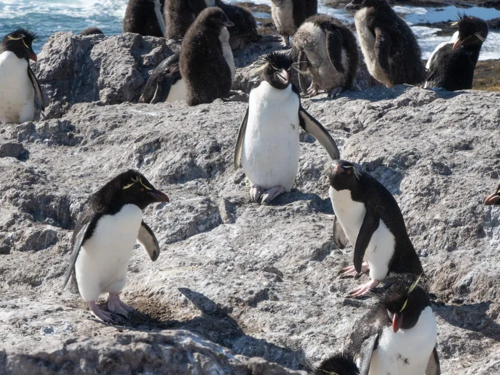 Four rockhopper penguins standing on the rocks of Isla Pingüino with some fluffy baby penguins in the background.