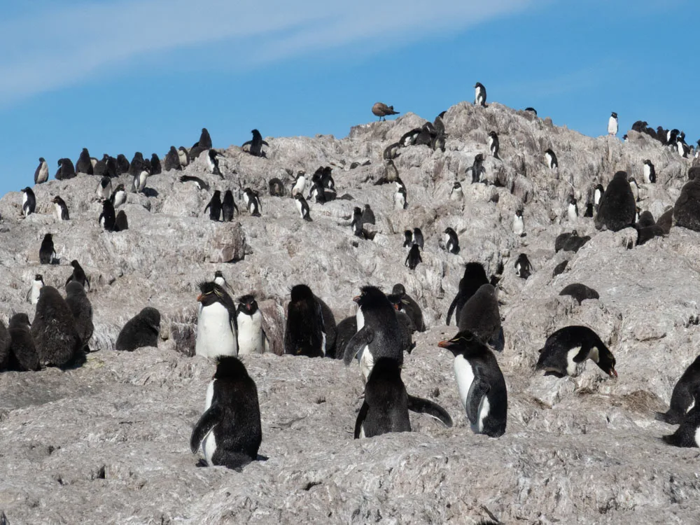 A large colony of rockhopper penguins standing on the rocks with blue skies above them.