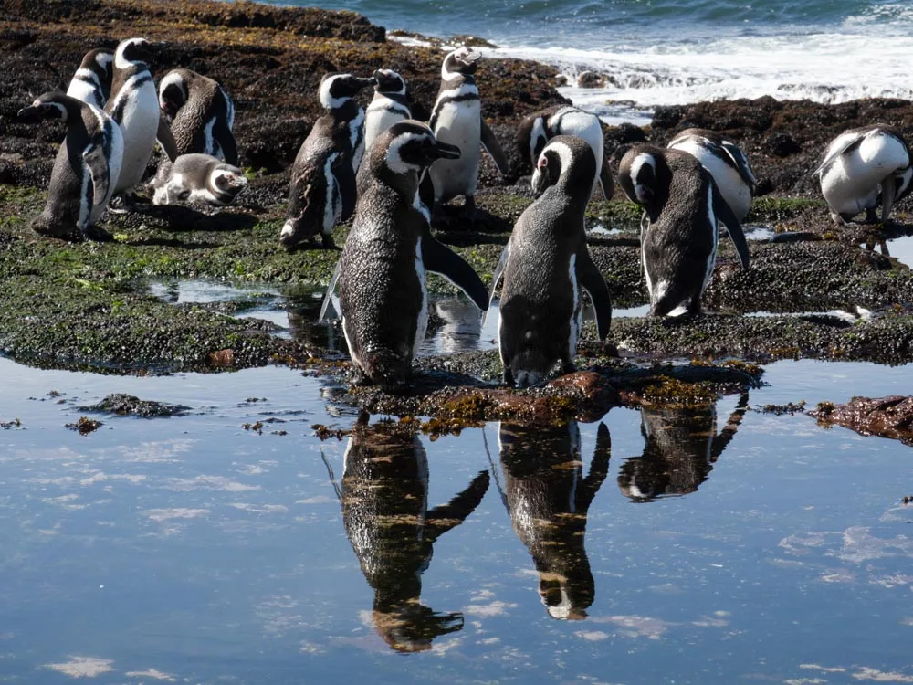 A group of Magellanic penguins preening themselves by a shallow pool on a trip to Isla Pingüino with kids