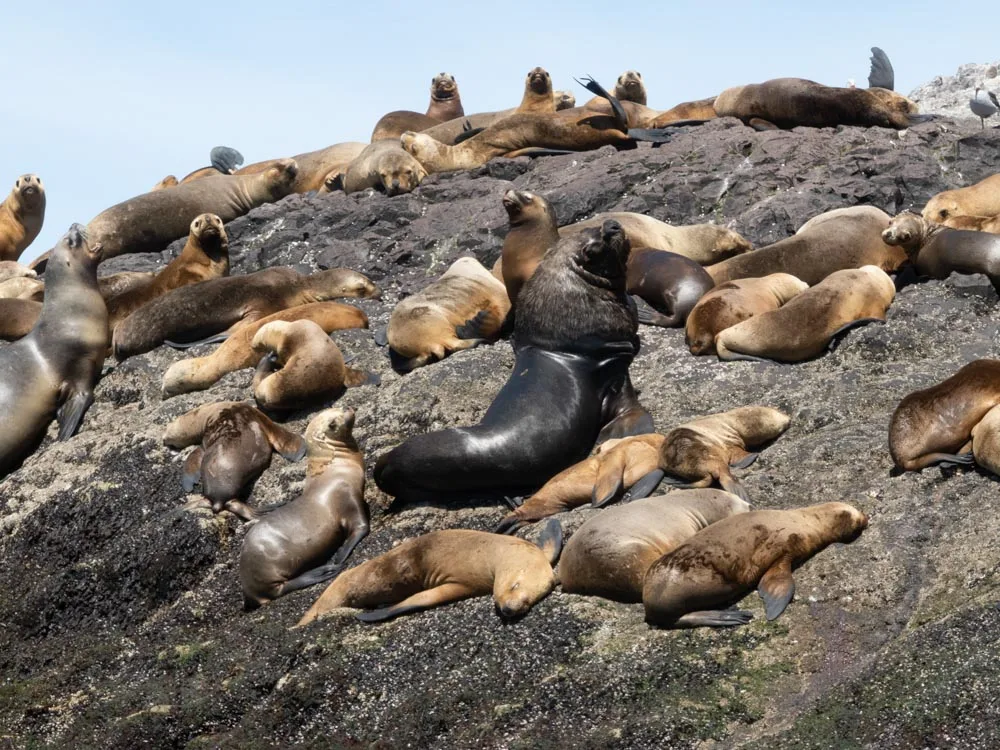 A group of sealions basking in the sun on Isla Penguino with a large male stitting up in the centre of the picture.