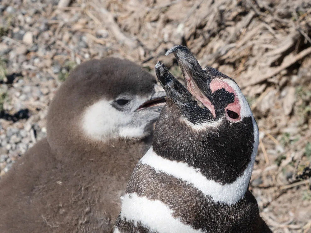 A close up of an adult Magellanic penguin's with a fluffy baby Magellanic penguin just behind it.