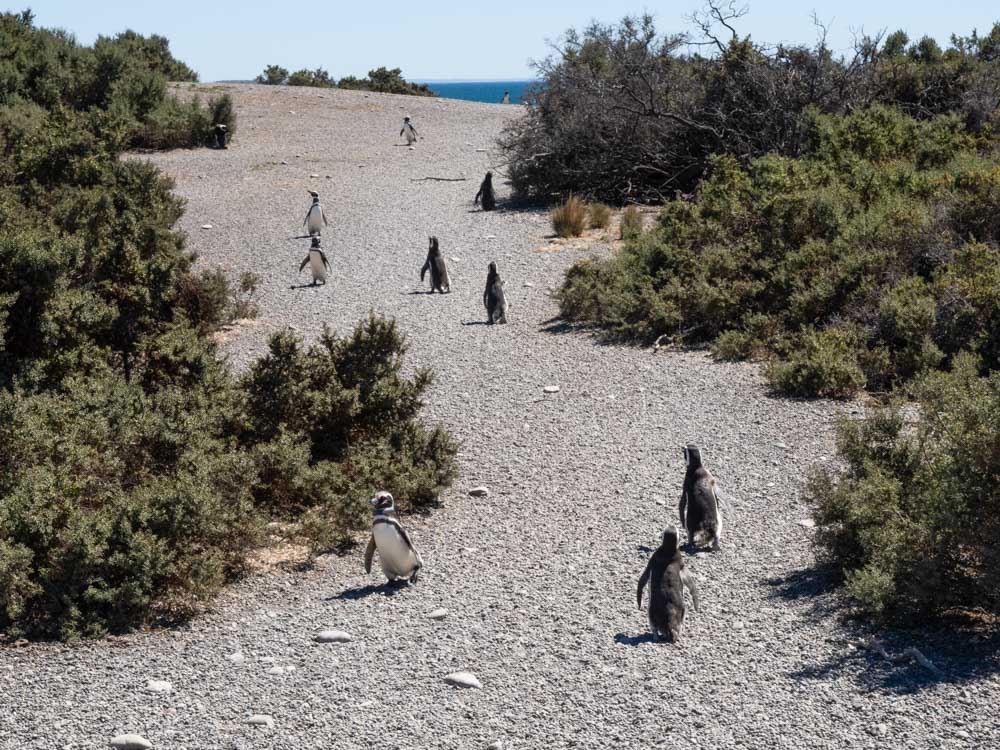 A group of Magenellic penguins walking amoungst the bushes to and from the sea
