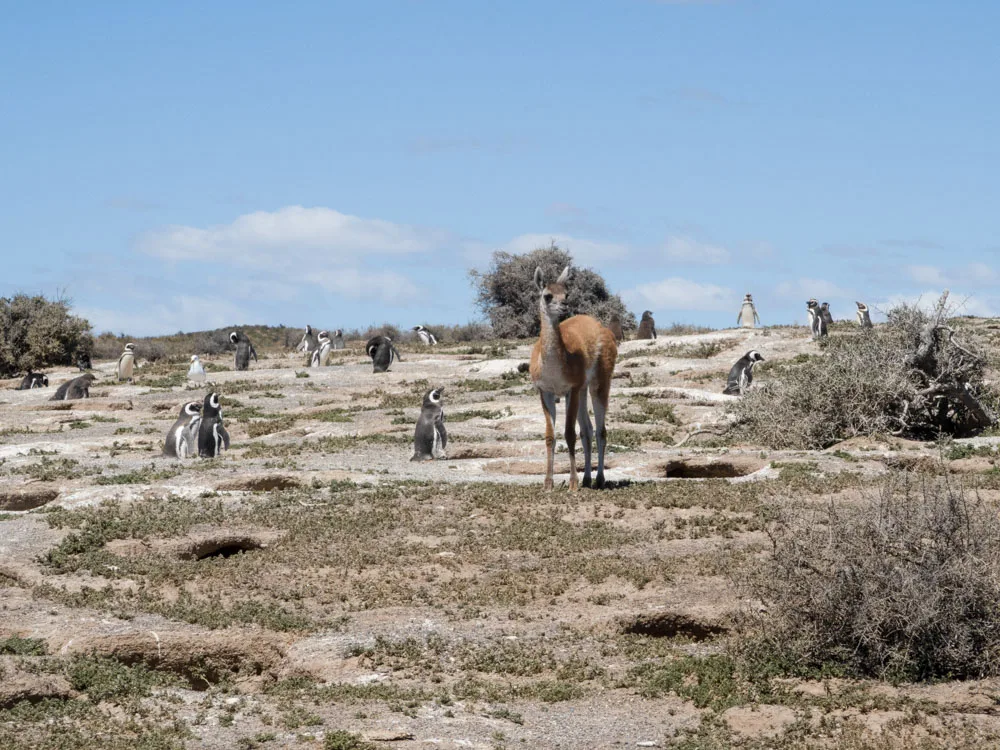 A young guanaco in amongst a colony of Magellanic penguins who are standing near their burrows and bushes at Punta Tombo National Park.