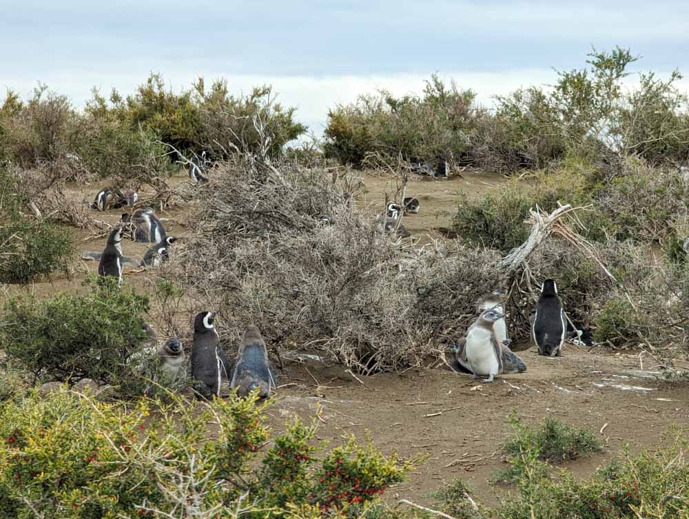 Adult and large baby Magellanic penguins amoungst the bushes and in their nests at Monte Leon National Park