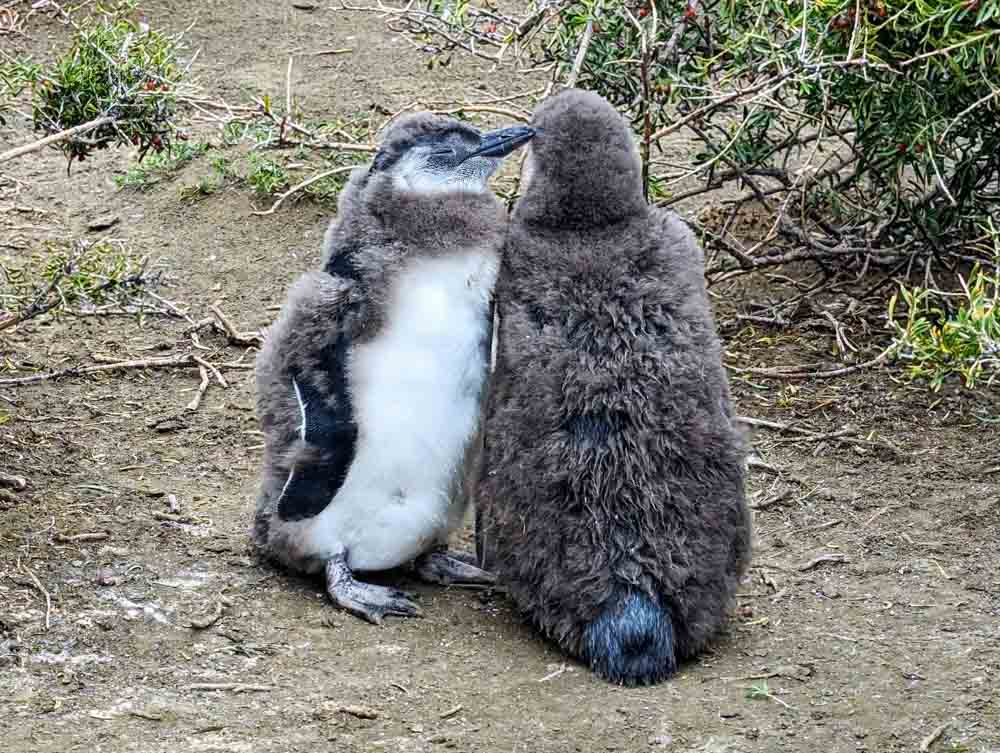 Two fluffy, baby Magellanic penguins standing next to each other near their nest