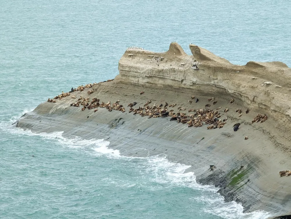A large colony of sealions resting on a the Lions Head outcrop that slopes into the sea with sea birds sat on top of the rock at Monte Leon National Park