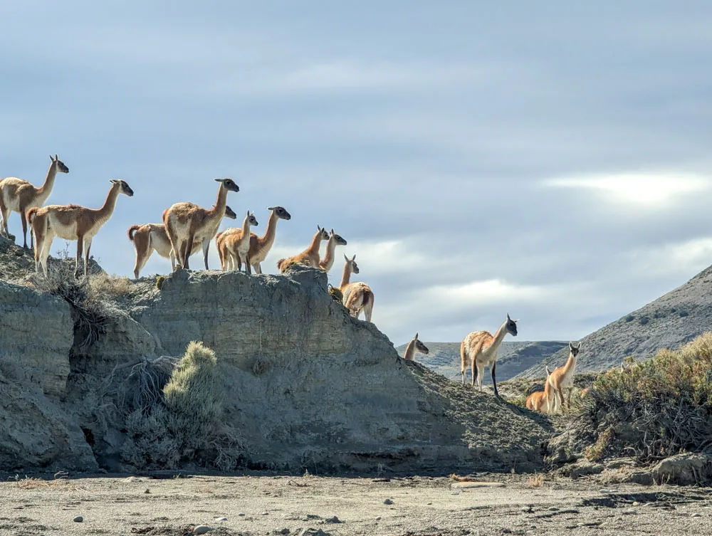 A group of rather angry looking guanacos looking down from a bank.