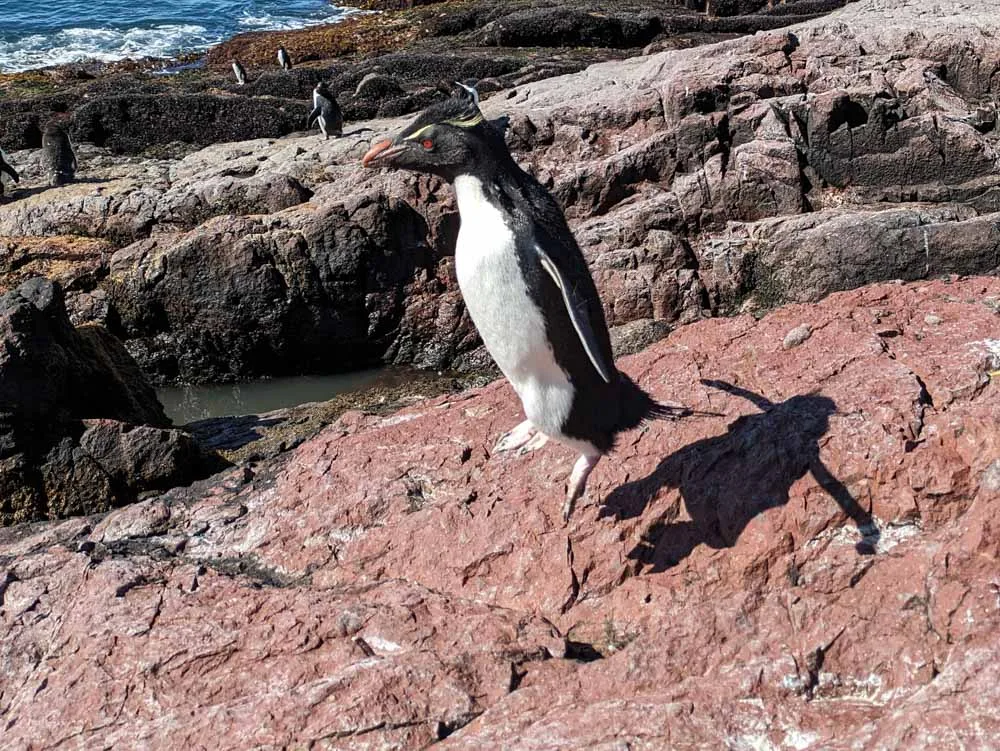 A side on view of a rockhopper penguin mid hop. A few other penguins are making their way to the sea in the background