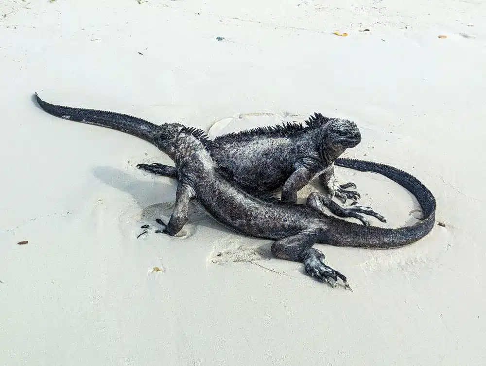 Two large, black marine iguanas stood alert on the white sand beach of Playa Mansa, Santa Cruz, Galapagos.