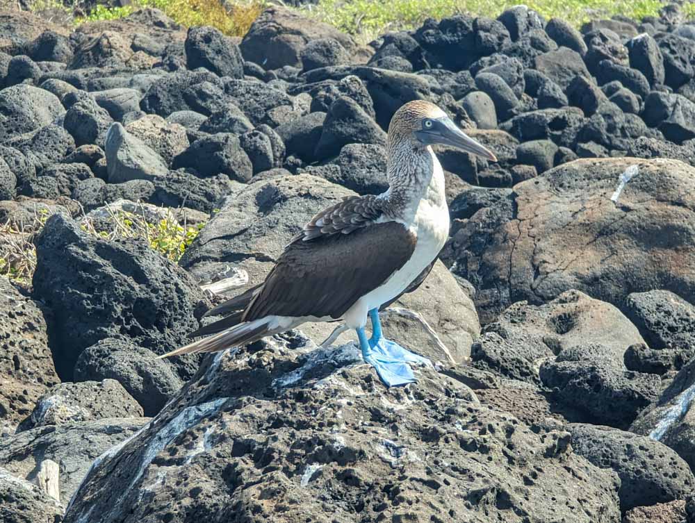 A Blue-footed Boobie standing on volvanic rocks at Playa de los Perros on the Santa Cruz Galapagos Bay Tour With Kids.