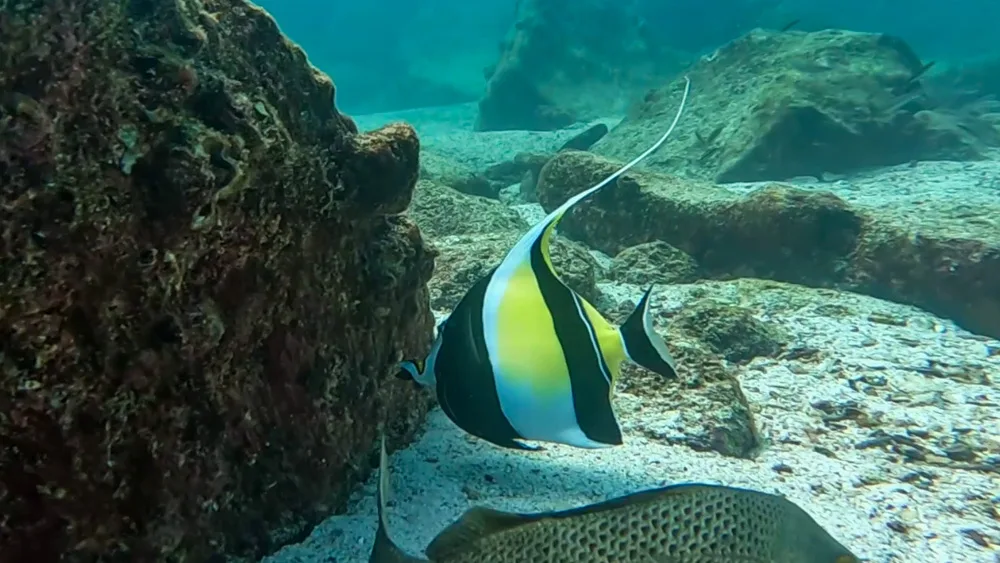 A close up of a moorish idol investigating a rock on the seabed at North Seymour Island, Galapagos.