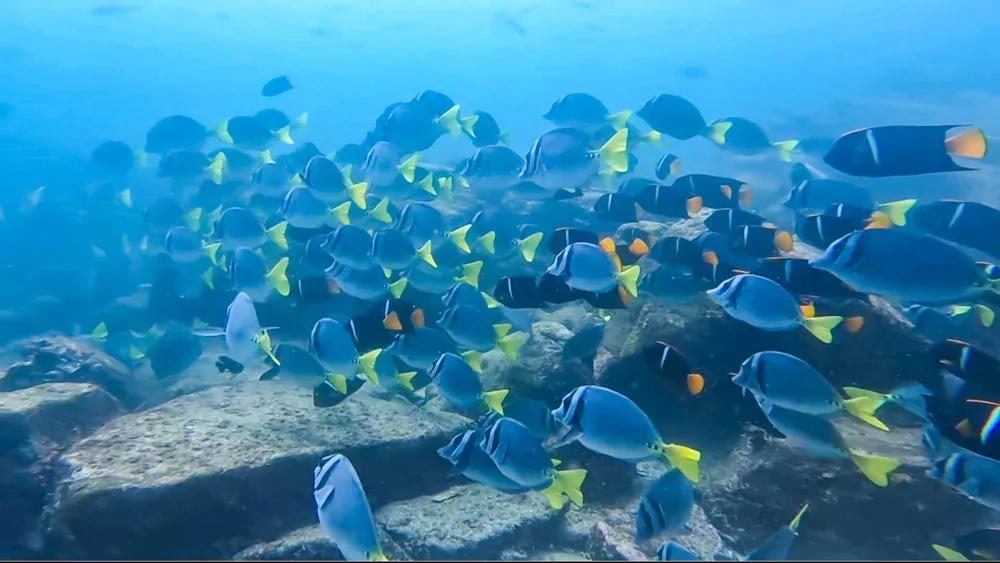 A large school of yellowtail surgeon fish with some king angelfish mixed in at Seymour Island, Galapagos.