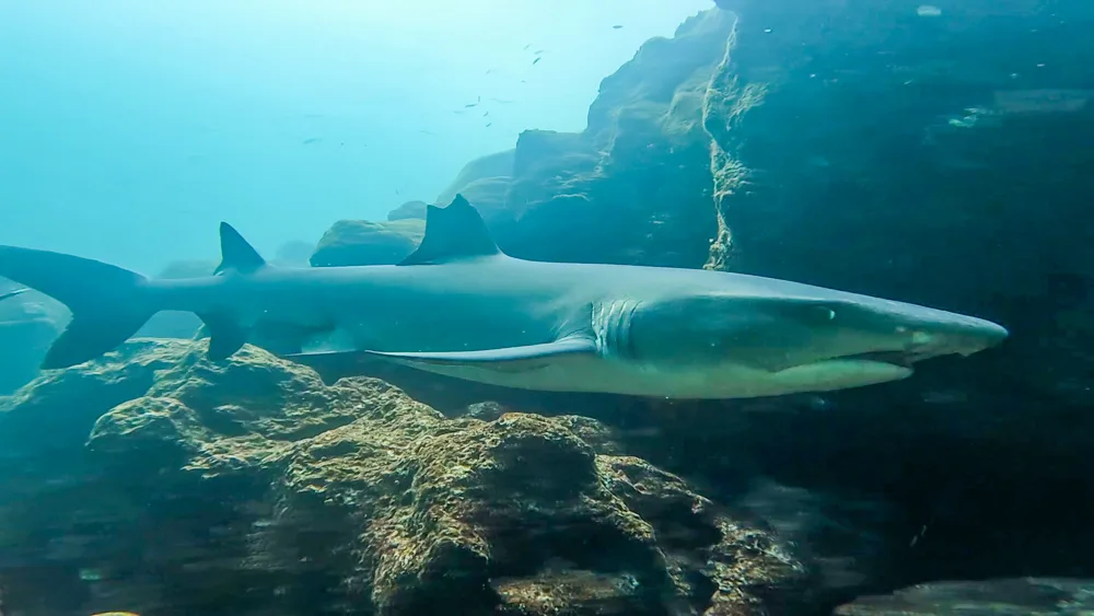 A close up, side on view of an adult black tip reef shark swimming next to rocks with a chunk of fin missing.